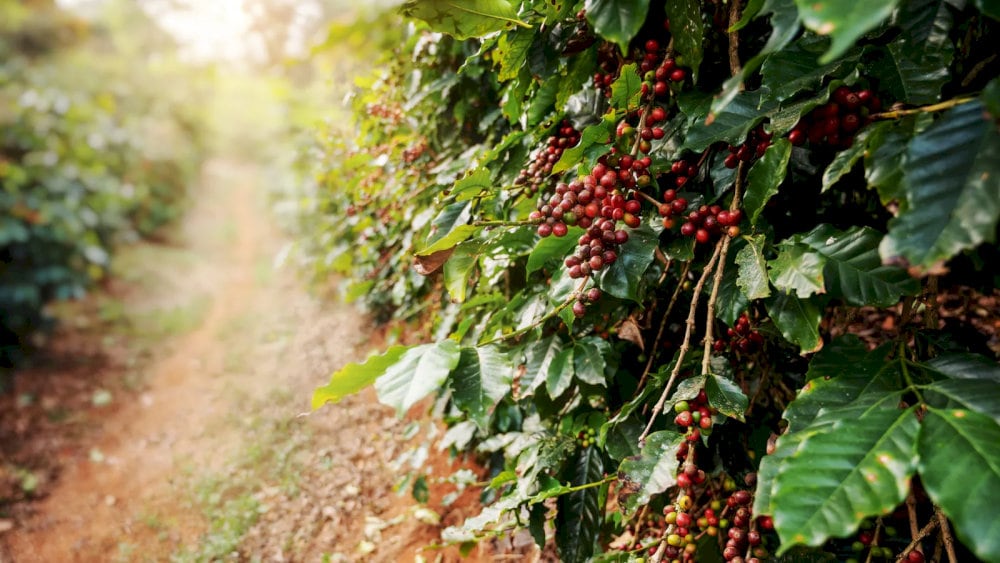 Sơn La là vùng trồng cà phê Arabica